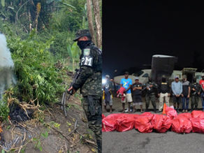 SEDENA destaca importantes logros en la lucha contra narcotráfico en 2024