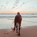 horse sunset 2.jpg