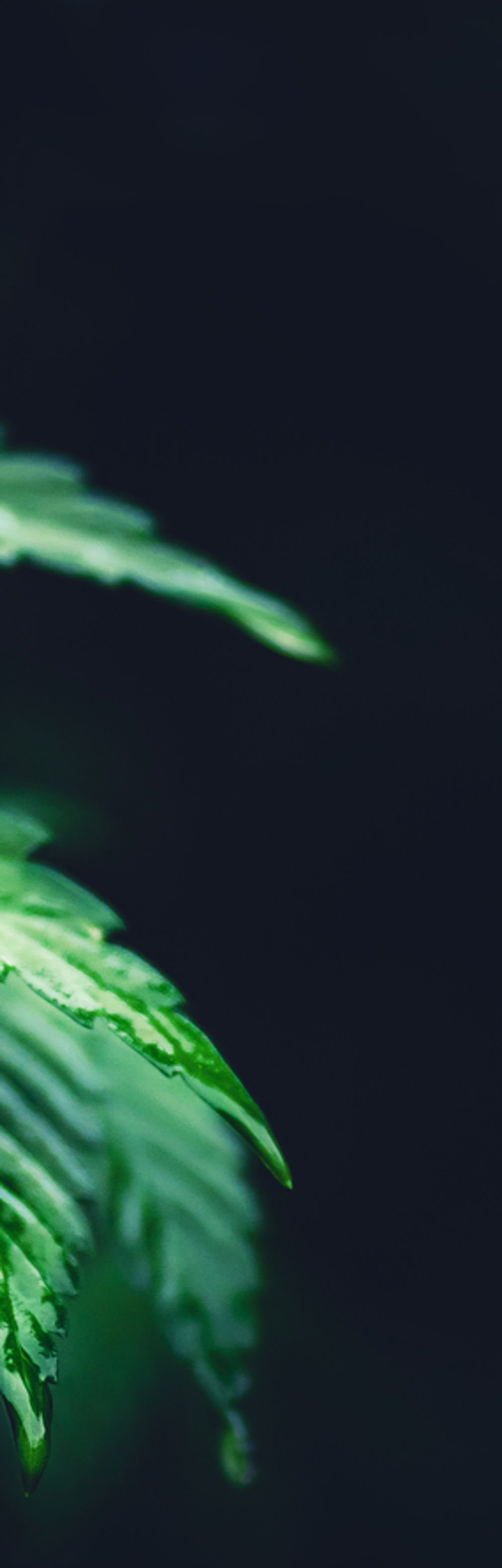 Marijuana Cannabis Background.jpeg