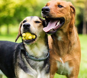 2 Dogs Playing.jpeg