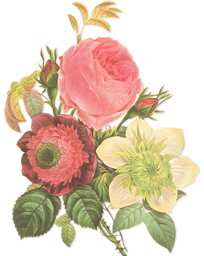 花のイラスト