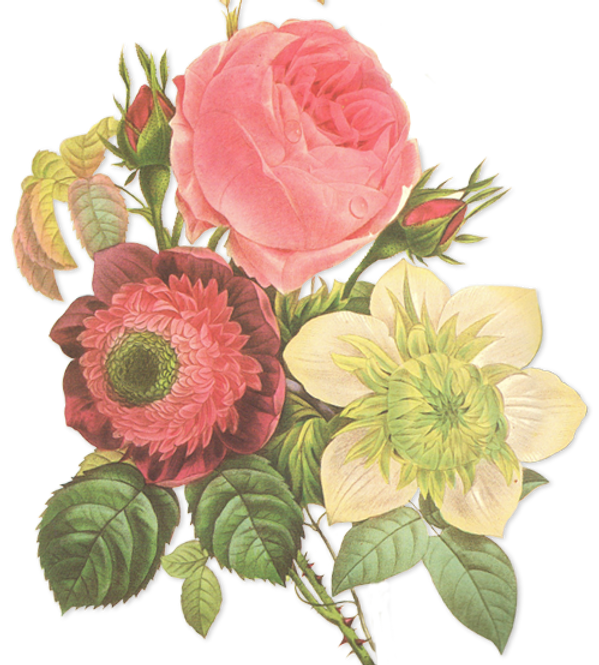 Flower Illustration