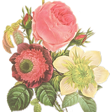 Ilustração da flor