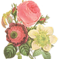 Illustratie van de bloem