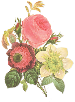 Flower Illustration