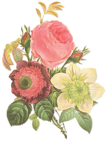 Flower Illustration