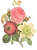 花のイラスト