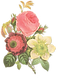 Flower Illustration
