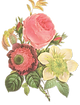 Ilustração da flor
