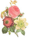 Flower Illustration