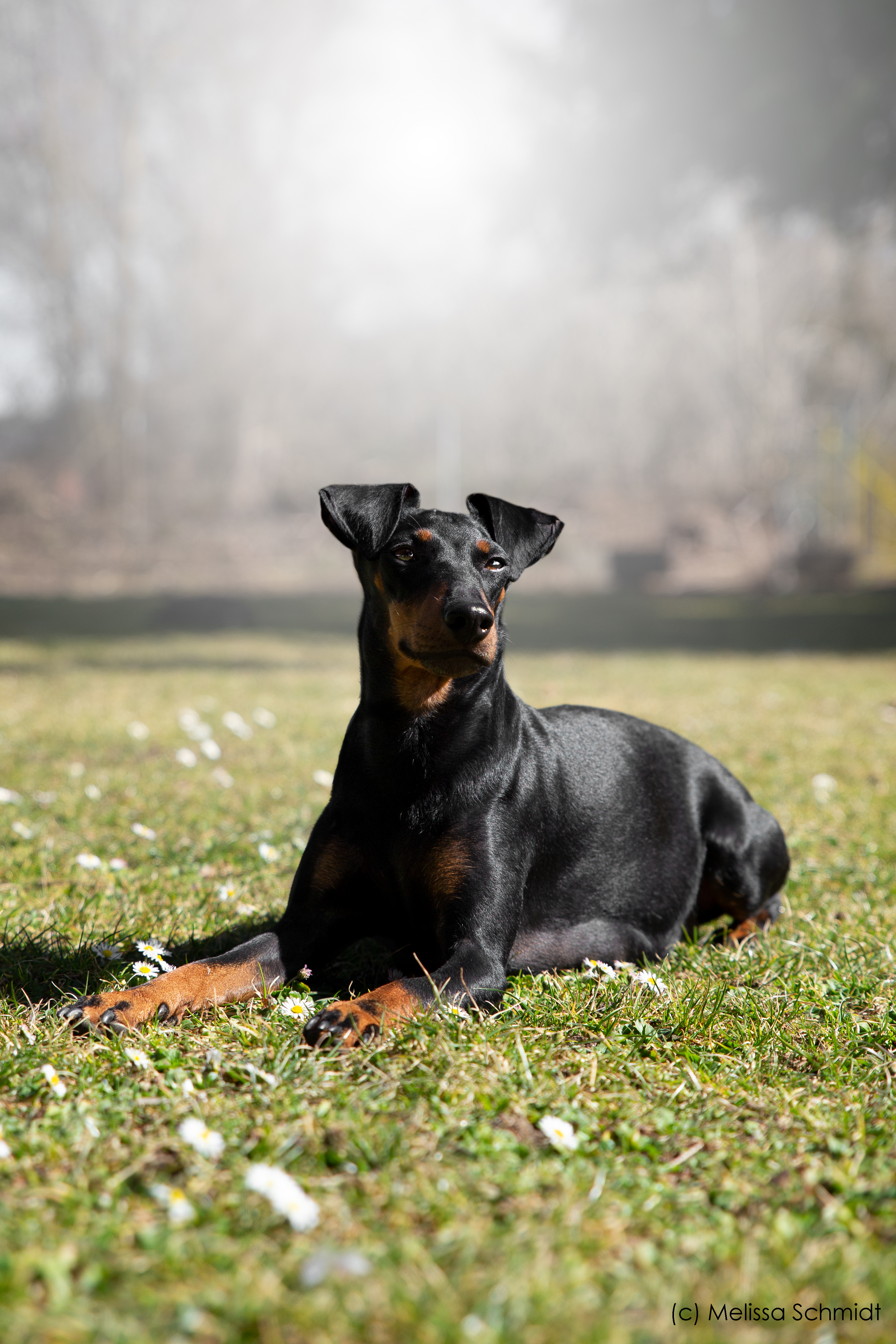 Ela | Manchester Terrier