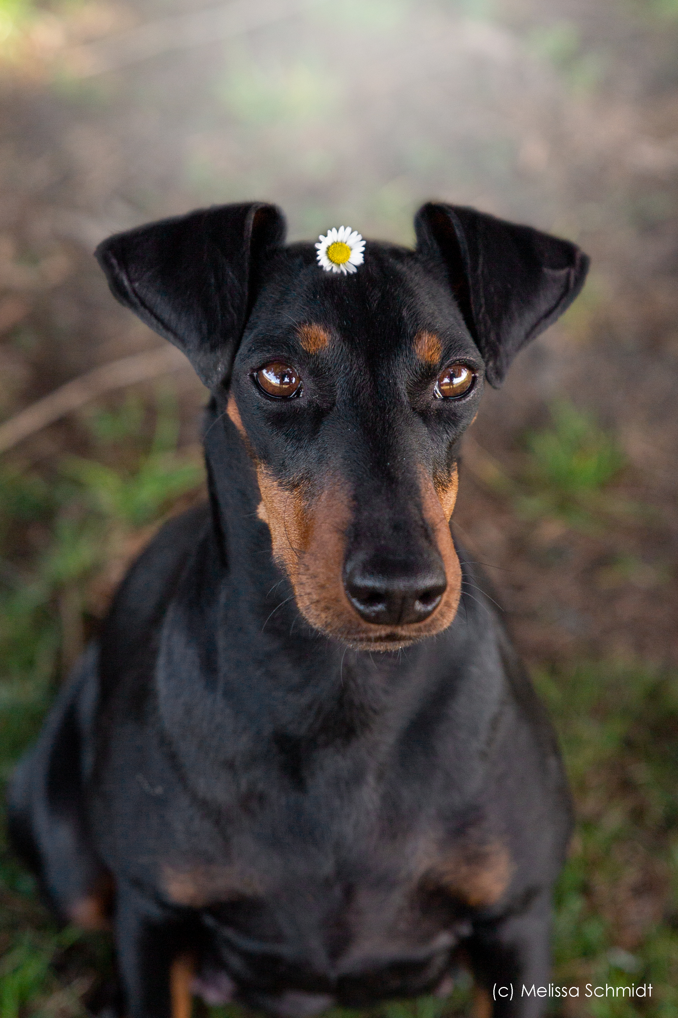 Ela | Manchester Terrier