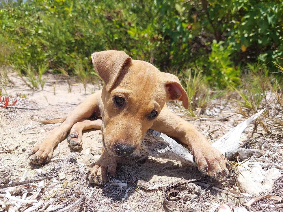 cute puppy.jpg