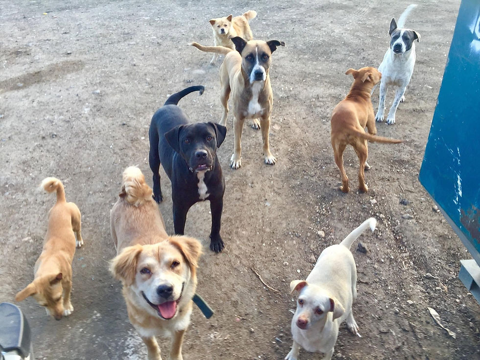 dump group.jpg