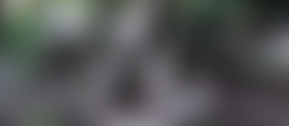 Faultier - 2 oder 3 Zehen?