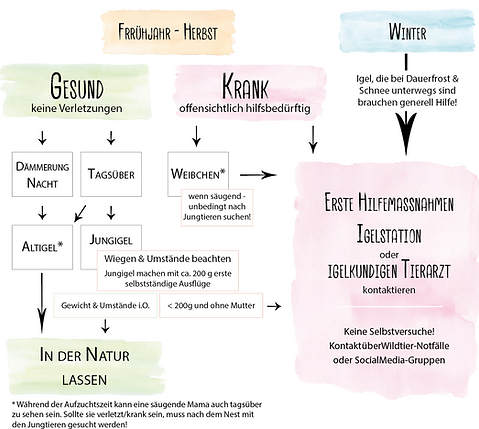 IgelGefunden-Jahreszeiten.png