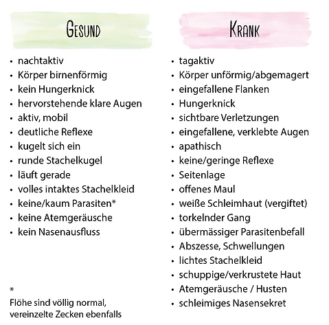 Unterschiede gesunder Igel, kranker Igel