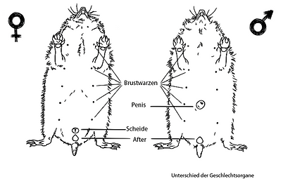 Geschlechtsorgane Igel