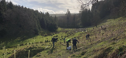 Volunteers tree maintenance.jpg