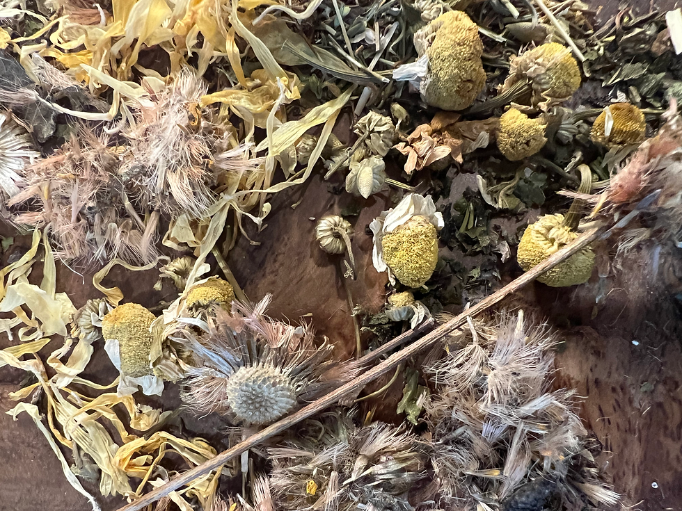 Thumbnail: Picture of herbs including arnica and st johns wort