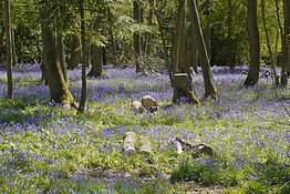 bluebell woods.JPG