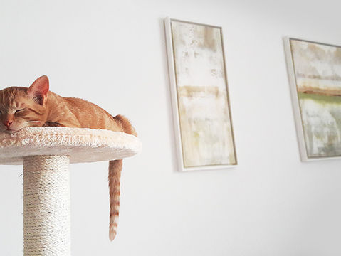 Cats love art too : )