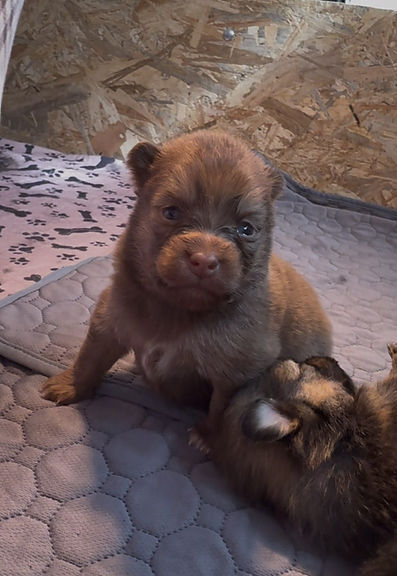 WhatsApp Image 2026-03-10 at 07.27.23 (1).jpeg