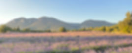 Montagne et champ de lavande proches de Rustrel, petit village du Luberon