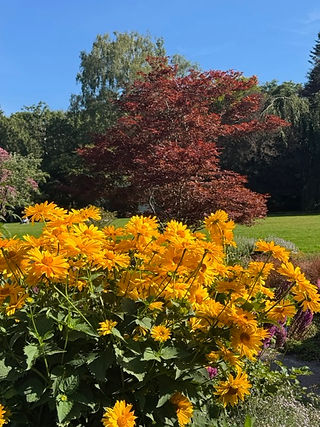 Bright yellow flowers bloom in a sunny garden, with a red-leaved tree, green lawn, and blue sky in the background.