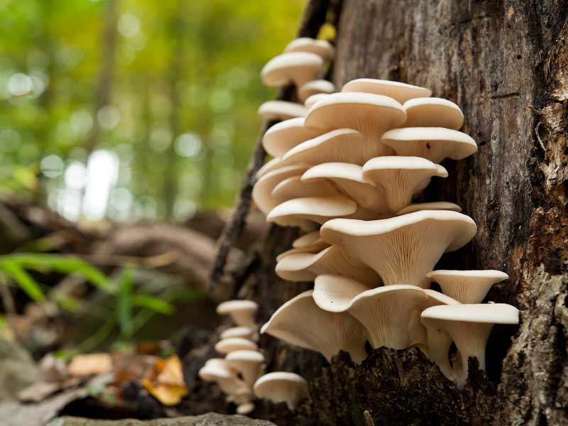 Can Fungi Eat Pollution?!? + Other Secret Super Powers