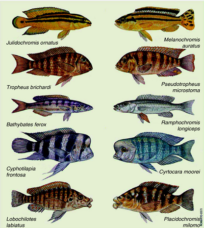 Evolución paralela entre el Lago Malawi y Lago Tanganyika
