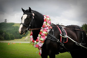 Gypsy Cob 02.jpg