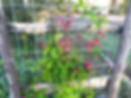 DSCN6395 (1)