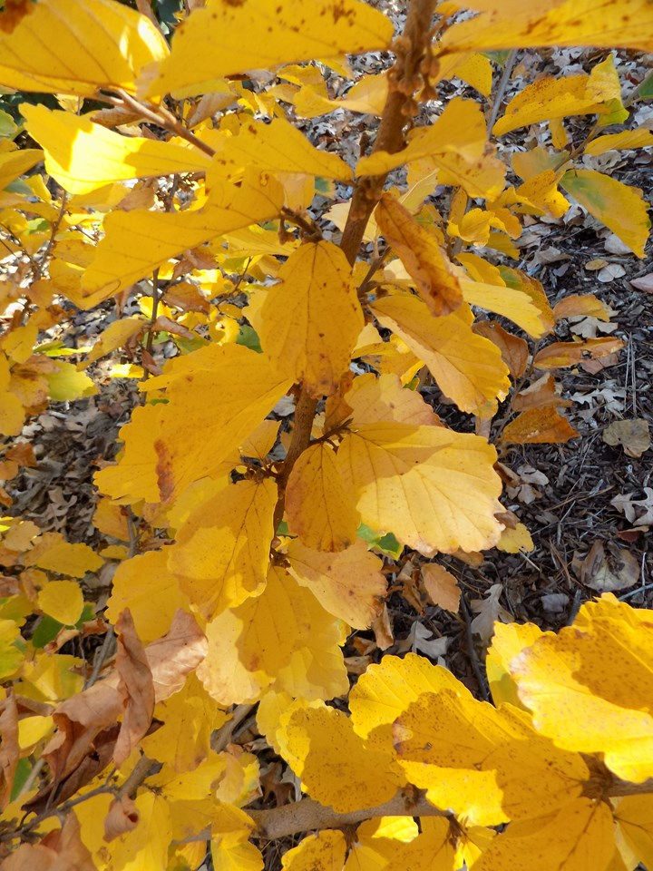 Thumbnail: Witch Hazel