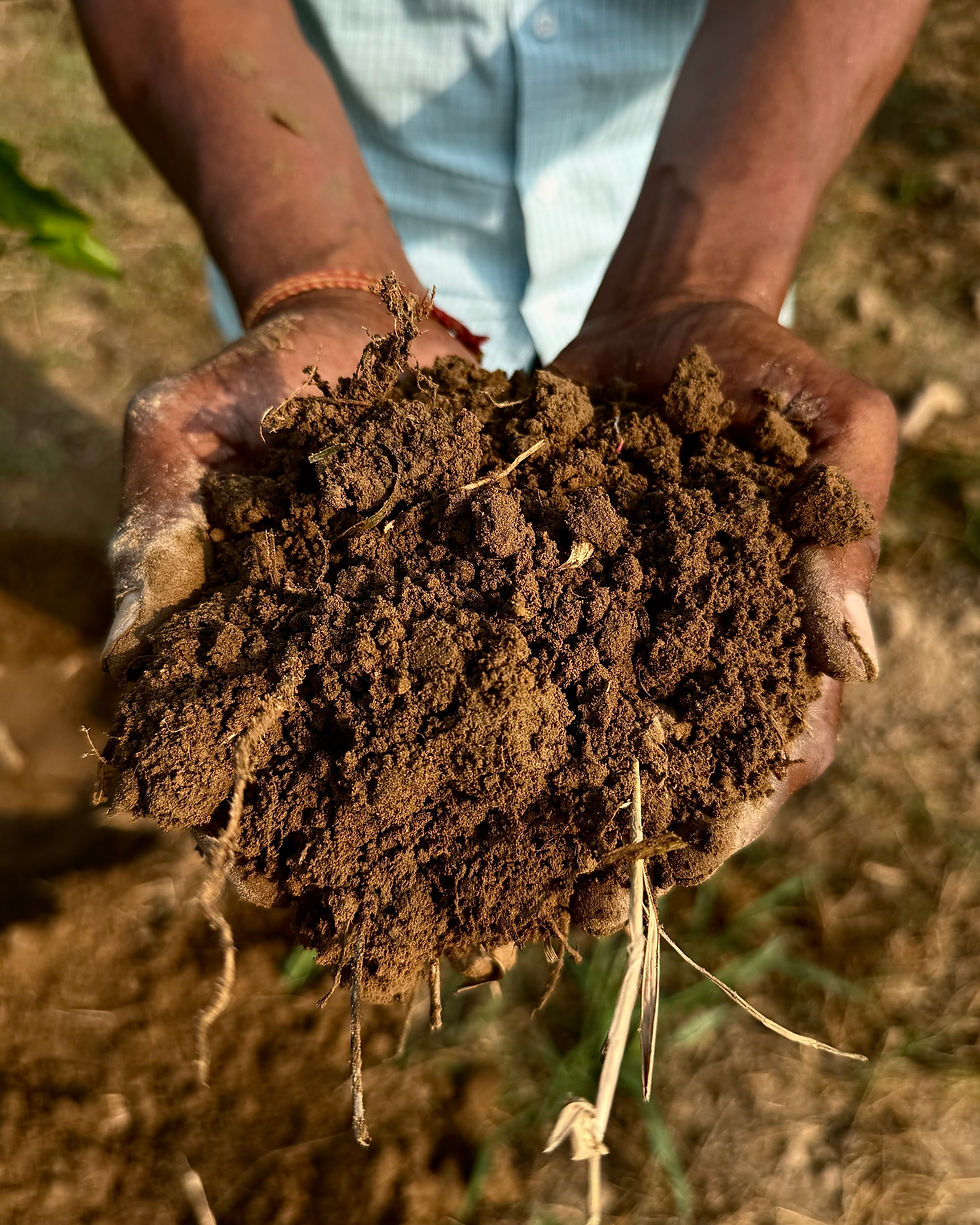 Soil from a farm in Punjab with humus. Source: Meld Archive'25