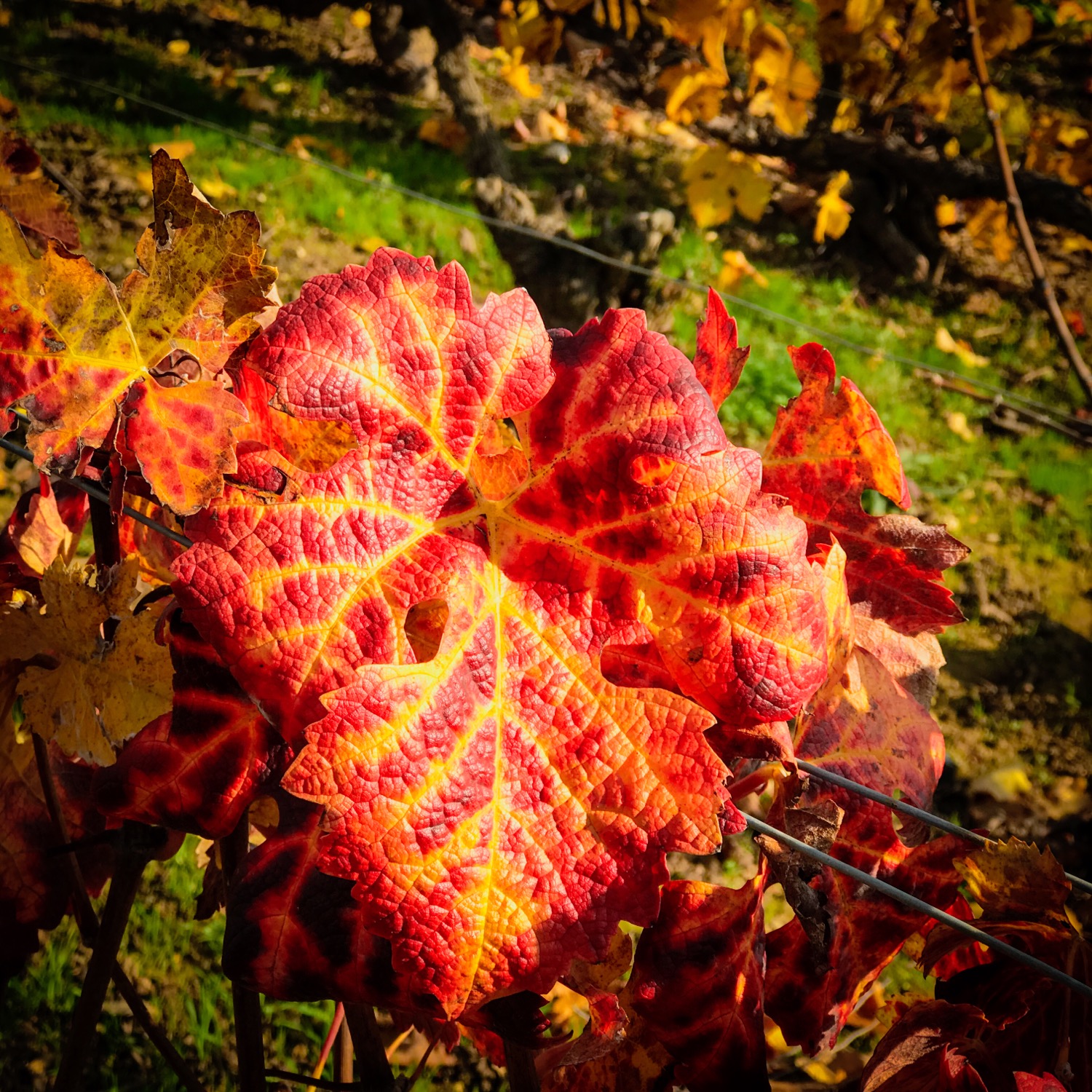 Photo du rédacteur: Antoine Blaise
