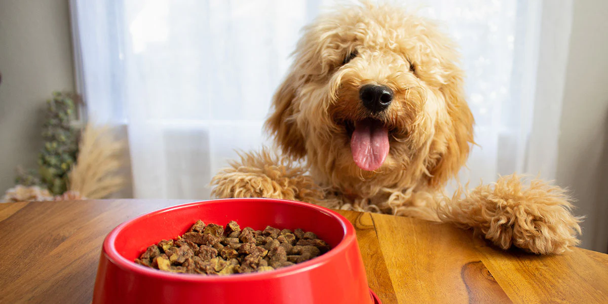 HOMEMADE FOOD FOR DOGS COOKING CLASS