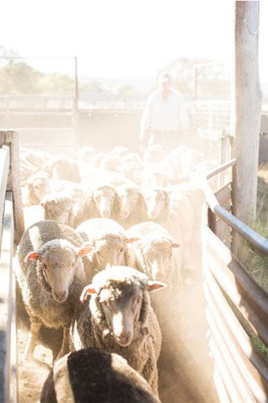 ผ้าตัดสูท Ermenegildo Zegna