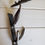 Thumbnail: Clearance: Woodpecker Horseshoe Coat Rack
