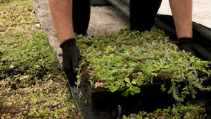 Image of gardener picking up grass weed