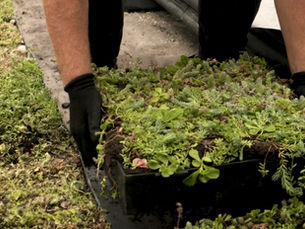 Image of gardener picking up grass weed
