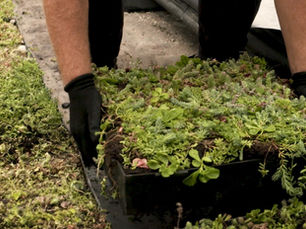 Image of gardener picking up grass weed