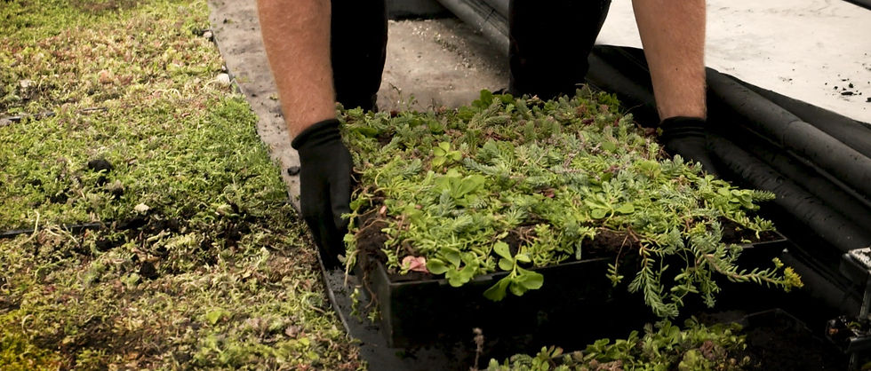 Image of a gardener wearing black gloves picking up a tray of garden weeds