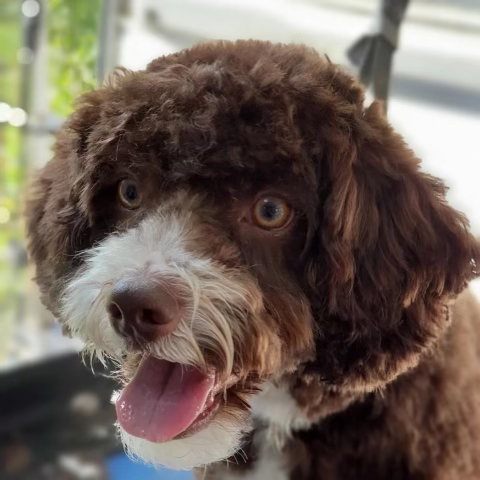 A close up photo of a fluffy dog