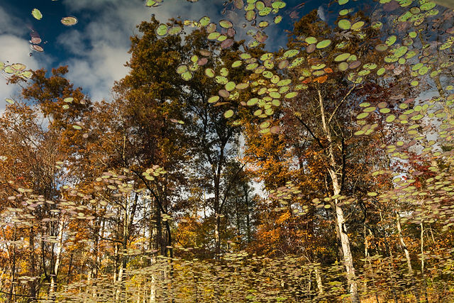 Autumn Reflection