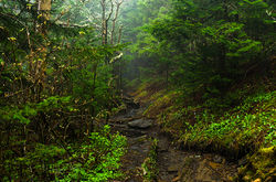 The Green Tunnel