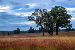 Manassas National Battlefield
