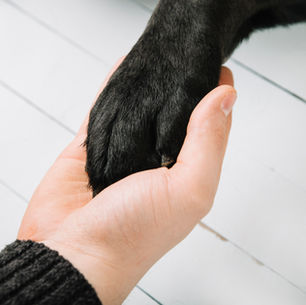 O Cane Corso: Um Amigo Fiel na Terapia com Crianças