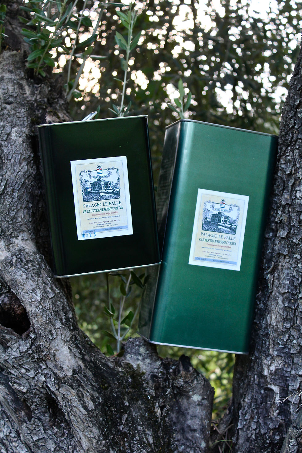 Miniatura: Olio extravergine di Olivia biologico - 3 litri