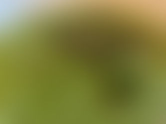 Green Coconut Chutney By Shai Ayoub